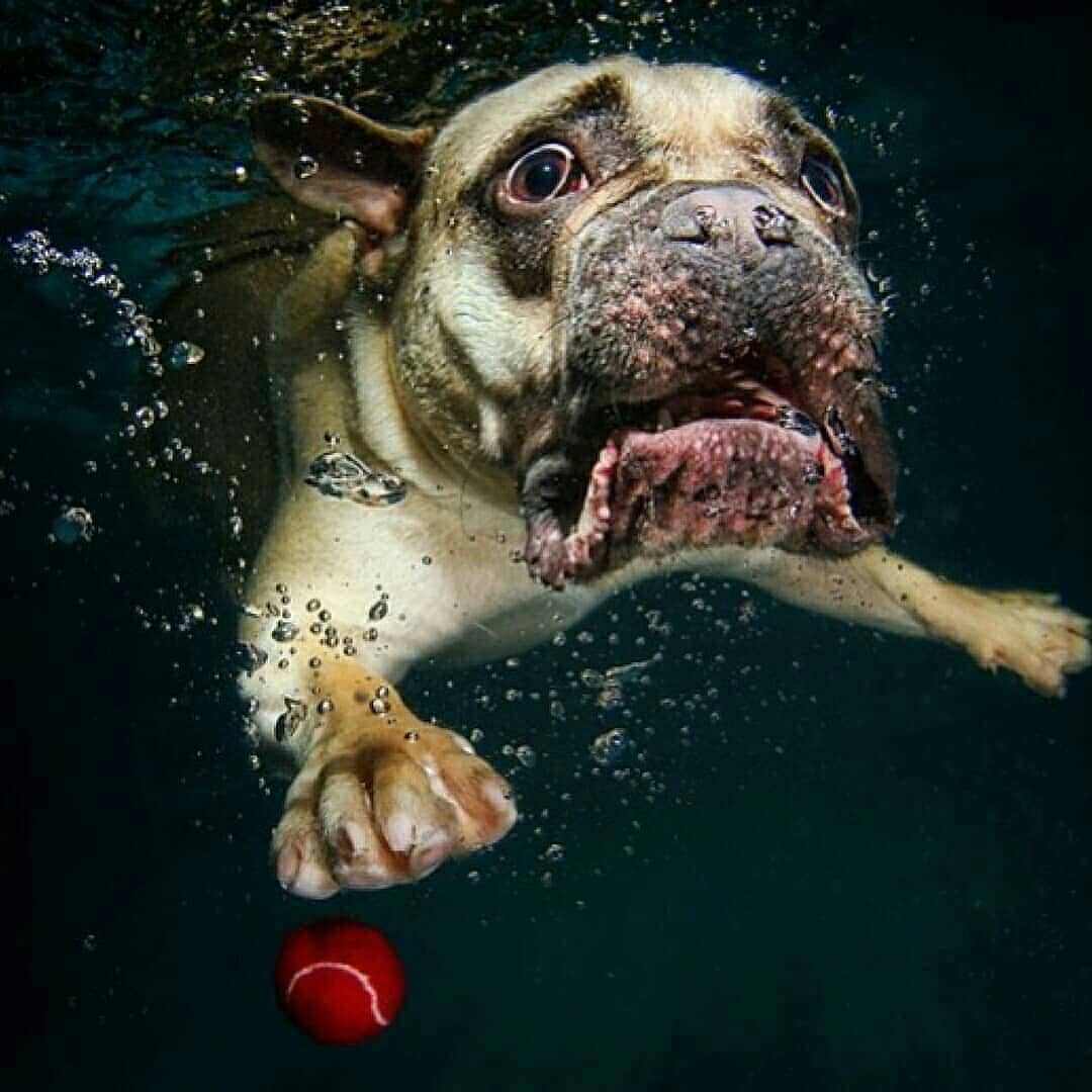 10 Potret Ekspresi Muka Anjing Sewaktu Di Dalam Air Gemesin Abis