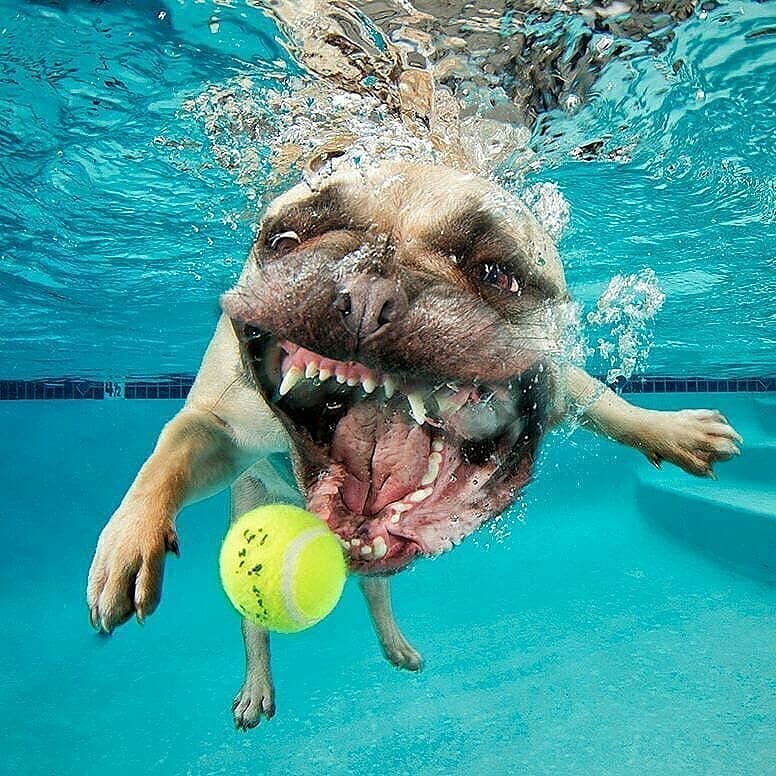 10 Potret ekspresi muka anjing sewaktu di dalam air, gemesin abis