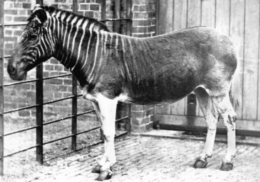 Foto Quagga di kebun binatang London 1870.