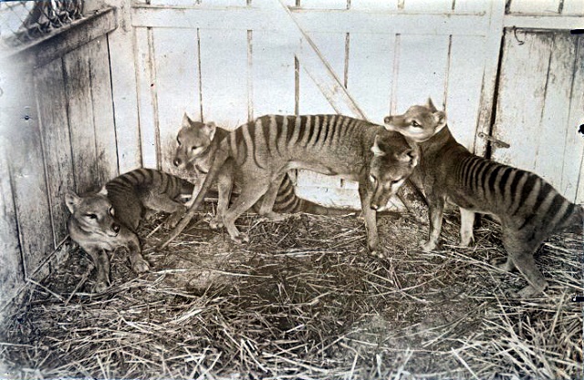 Foto Keluarga Thylacine di Beaumaris Zoo, Hobart, 1910