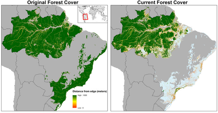 Ukuran Hutan Amazon Jauh Menyusut