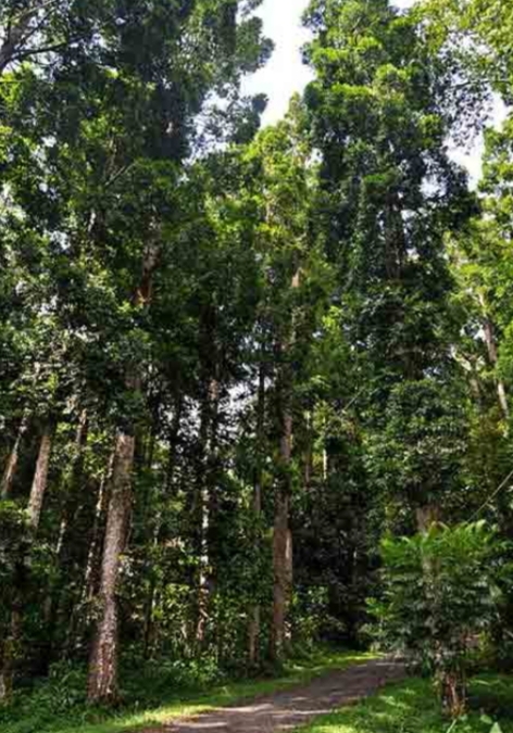 4 Fakta damar, pohon istimewa asli Indonesia