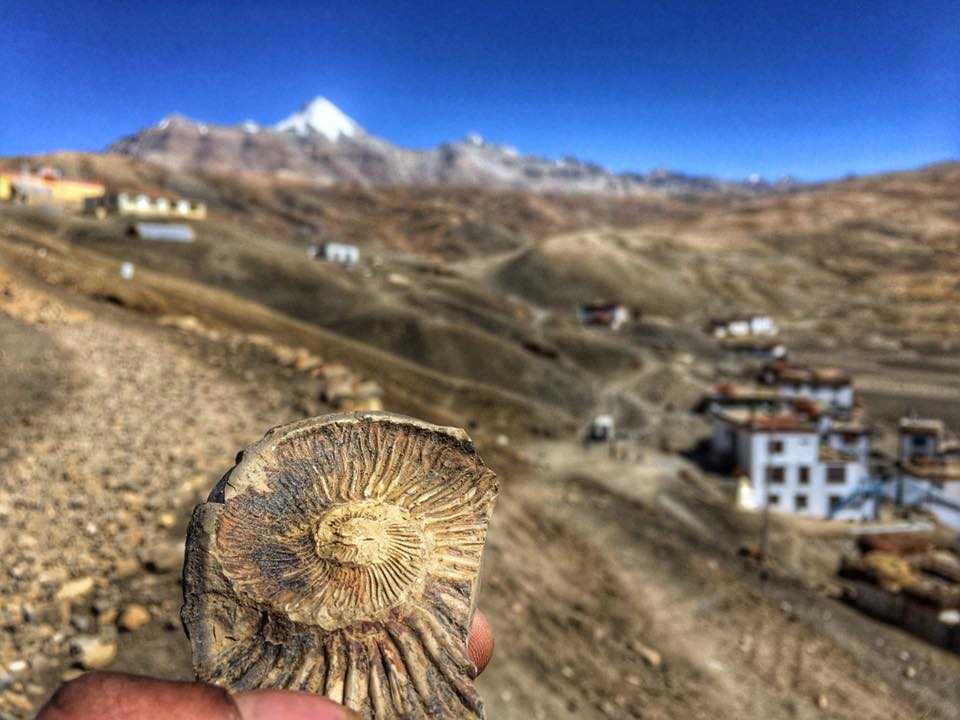 Fosil Himalaya