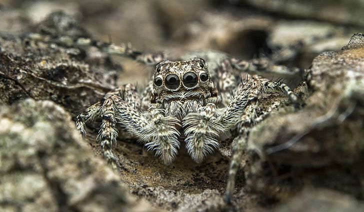 Himalayan Jumping Spider
