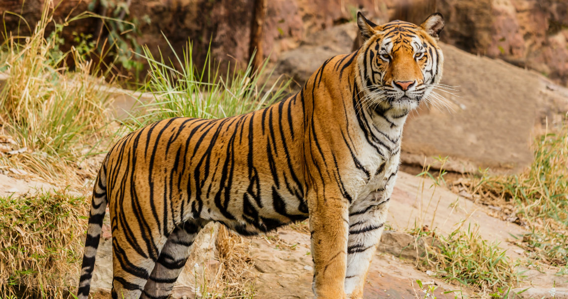 Harimau Cina Selatan