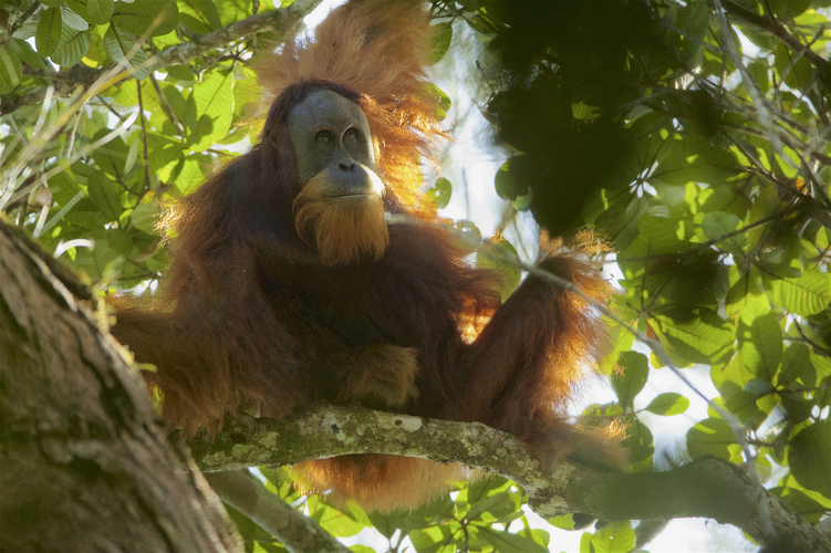 Orang Utan Tapanuli