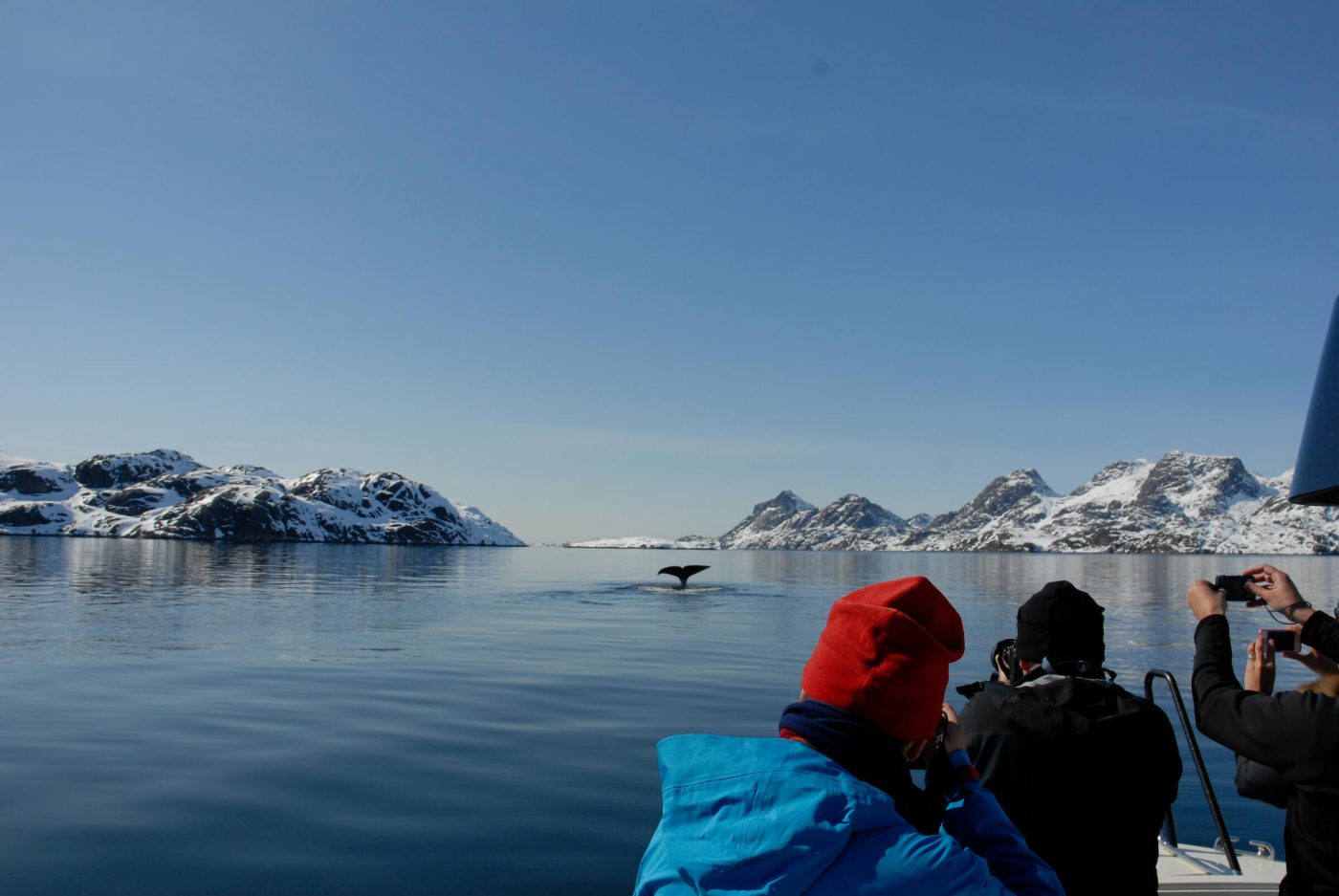 Greenland Whale Tour