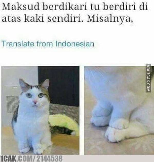15 Meme kelakuan kucing ini dijamin bikin ketawa, kocak banget