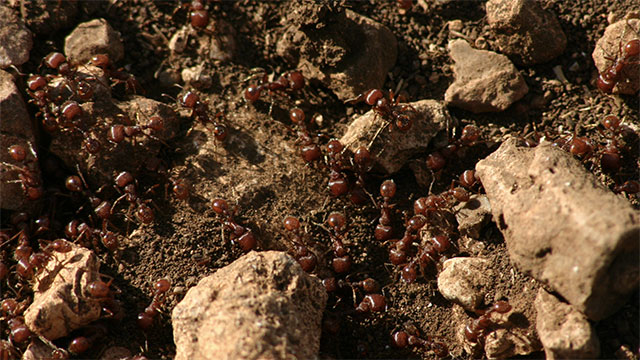 6 Fakta keren semut, tak terluka meski dilempar dari ketinggian