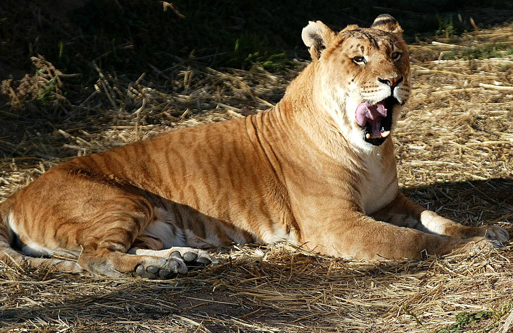 Image credit : www.boredpanda.com