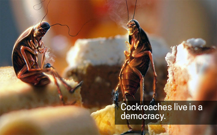 Sumber Gambar :  www.worldaffairsboard.com/attachments/world-affairs-board-pub/37343d1405001545-cockroach-democracy-img_003373.jpg