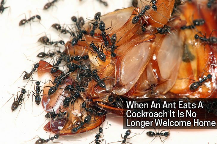 Sumber Gambar :  upload.wikimedia.org/wikipedia/commons/1/16/Ants_feeding_on_cockroach.jpg