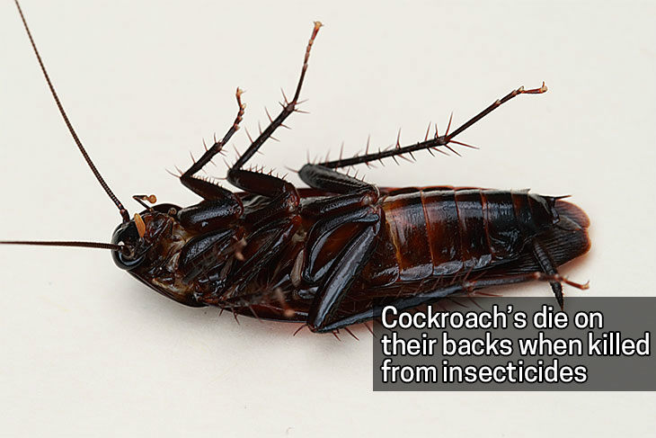 Sumber Gambar :  upload.wikimedia.org/wikipedia/commons/5/54/Smokybrown_cockroach_on_back.JPG