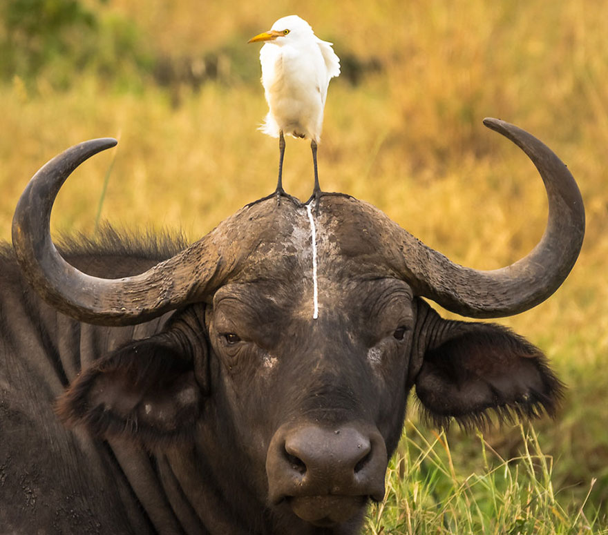 10 Pose langka hewan saat difoto ini bikin kamu senyum-senyum sendiri