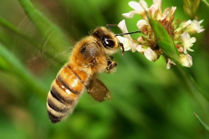 5 Filosofi lebah yang patut ditiru dan dijadikan panutan
