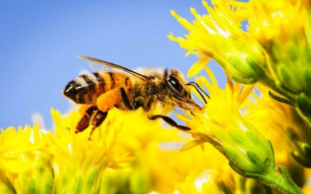 5 Filosofi lebah yang patut ditiru dan dijadikan panutan