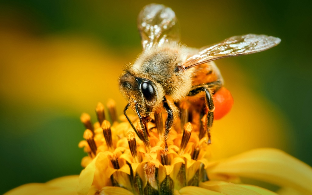 5 Filosofi lebah yang patut ditiru dan dijadikan panutan