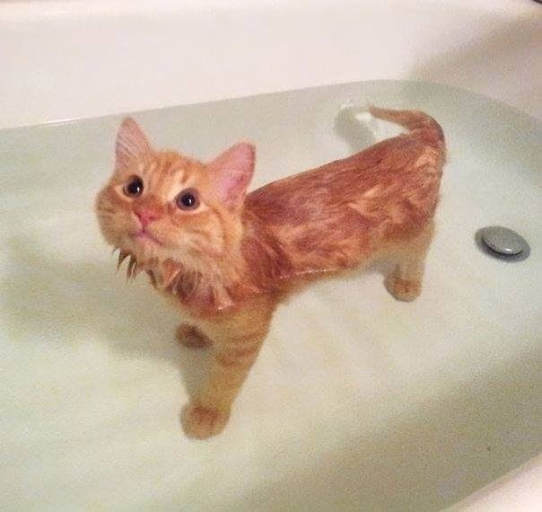 Berendam selurh badan