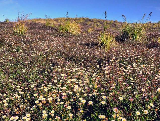 Mengenal Lonte Sore, bunga cantik dari ketinggian Gunung Prau
