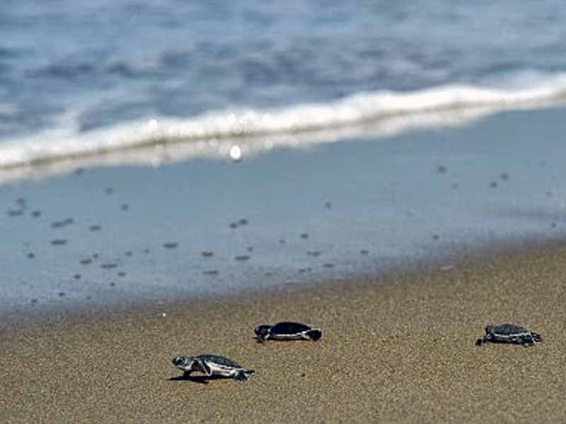 Dijuliki Sunrise of Java, ini 12 pantai eksotis yang ada di Banyuwangi