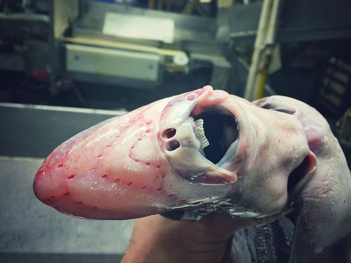 10 Foto 'monster' laut hasil tangkapan nelayan ini bikin merinding