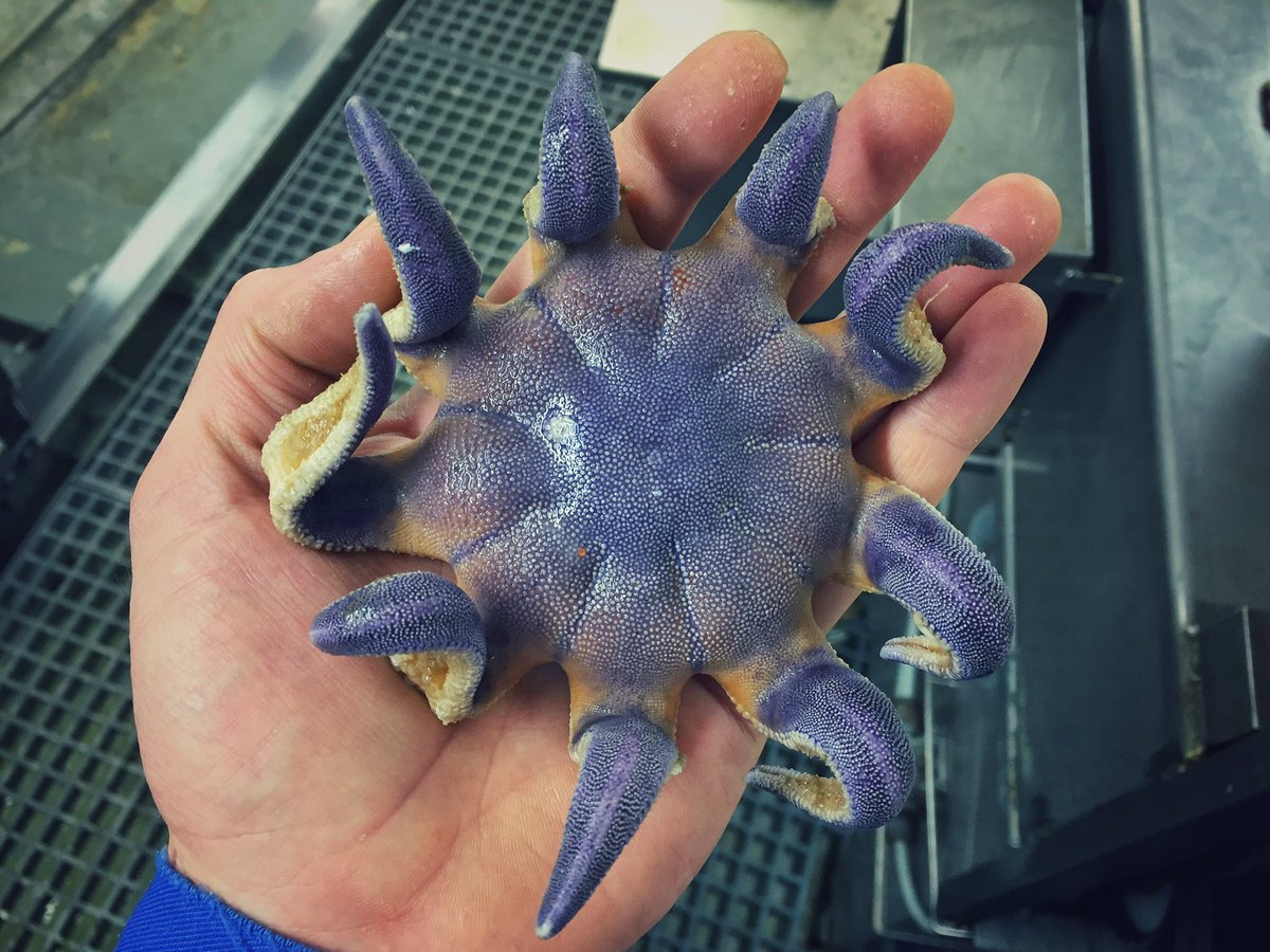 10 Foto 'monster' laut hasil tangkapan nelayan ini bikin merinding