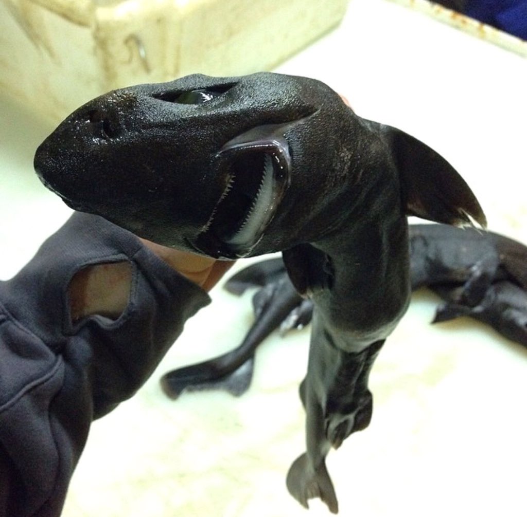 10 Foto 'monster' laut hasil tangkapan nelayan ini bikin merinding