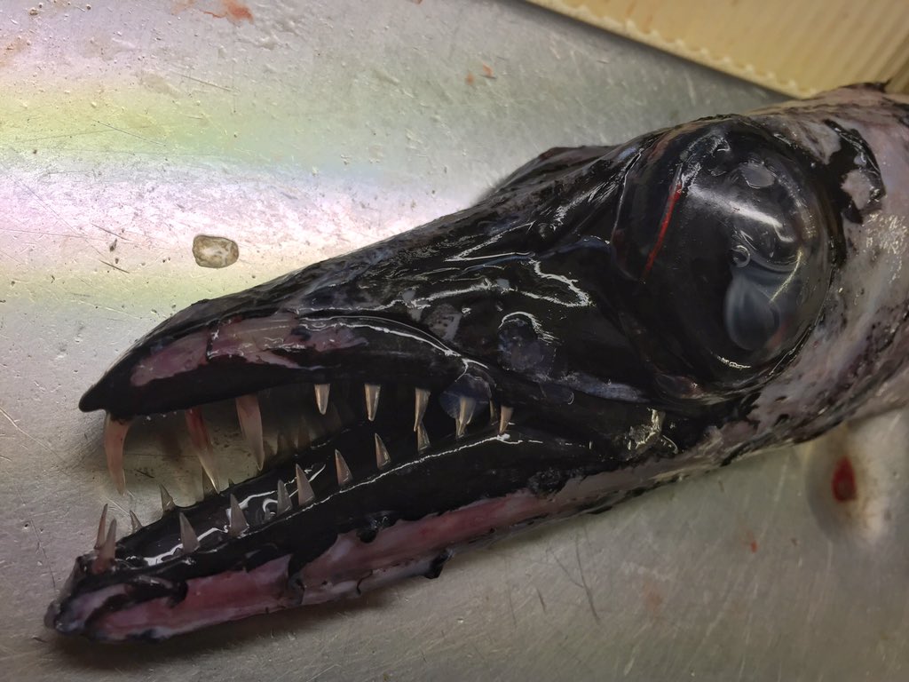 10 Foto 'monster' laut hasil tangkapan nelayan ini bikin merinding