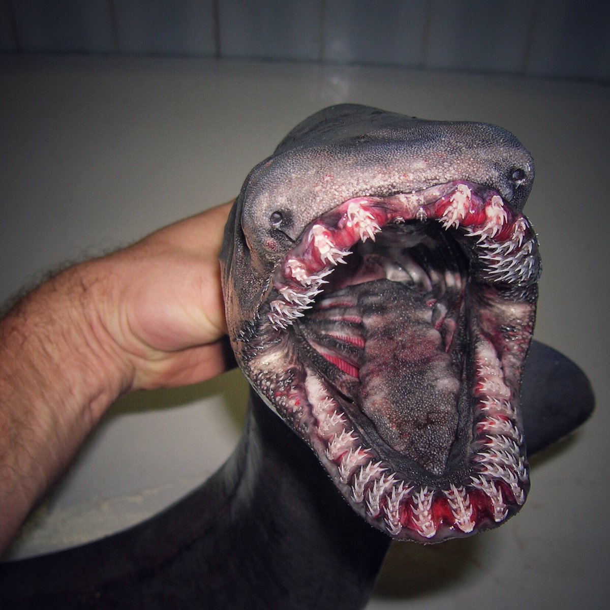 10 Foto 'monster' laut hasil tangkapan nelayan ini bikin merinding