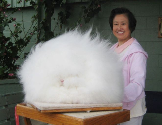 Image Credit : www.heartofahorse.org/category/facebook/most-popular/page/18/totallywarm.co.uk/blog/2013/10/10/what-is-angora-wool/