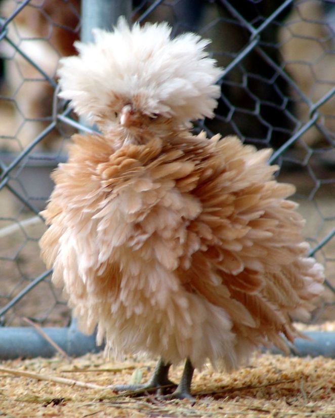Image Credit : www.thehappychickencoop.com/polish-chickens/