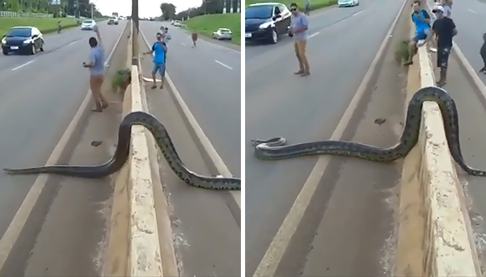 Ular anaconda raksasa melintas di jalan raya, ini yang dilakukan