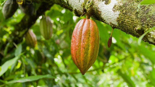 6 Makanan ini terbukti dapat menurunkan gula darah secara perlahan