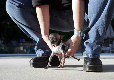 www.sharenator.com/10_of_the_Worlds_Smallest_Animals/