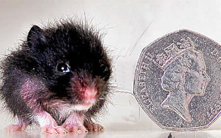www.sharenator.com/10_of_the_Worlds_Smallest_Animals/