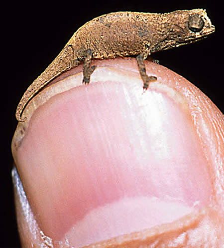 www.sharenator.com/10_of_the_Worlds_Smallest_Animals/