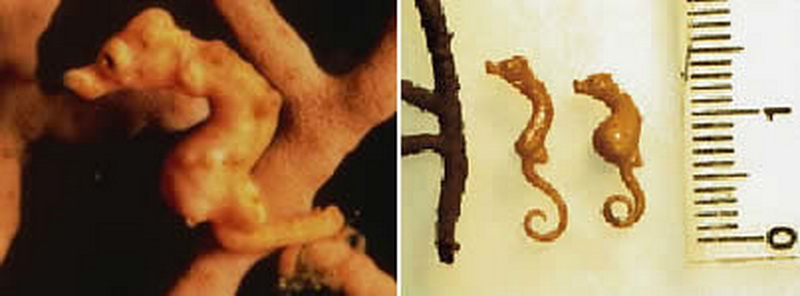 www.sharenator.com/10_of_the_Worlds_Smallest_Animals/