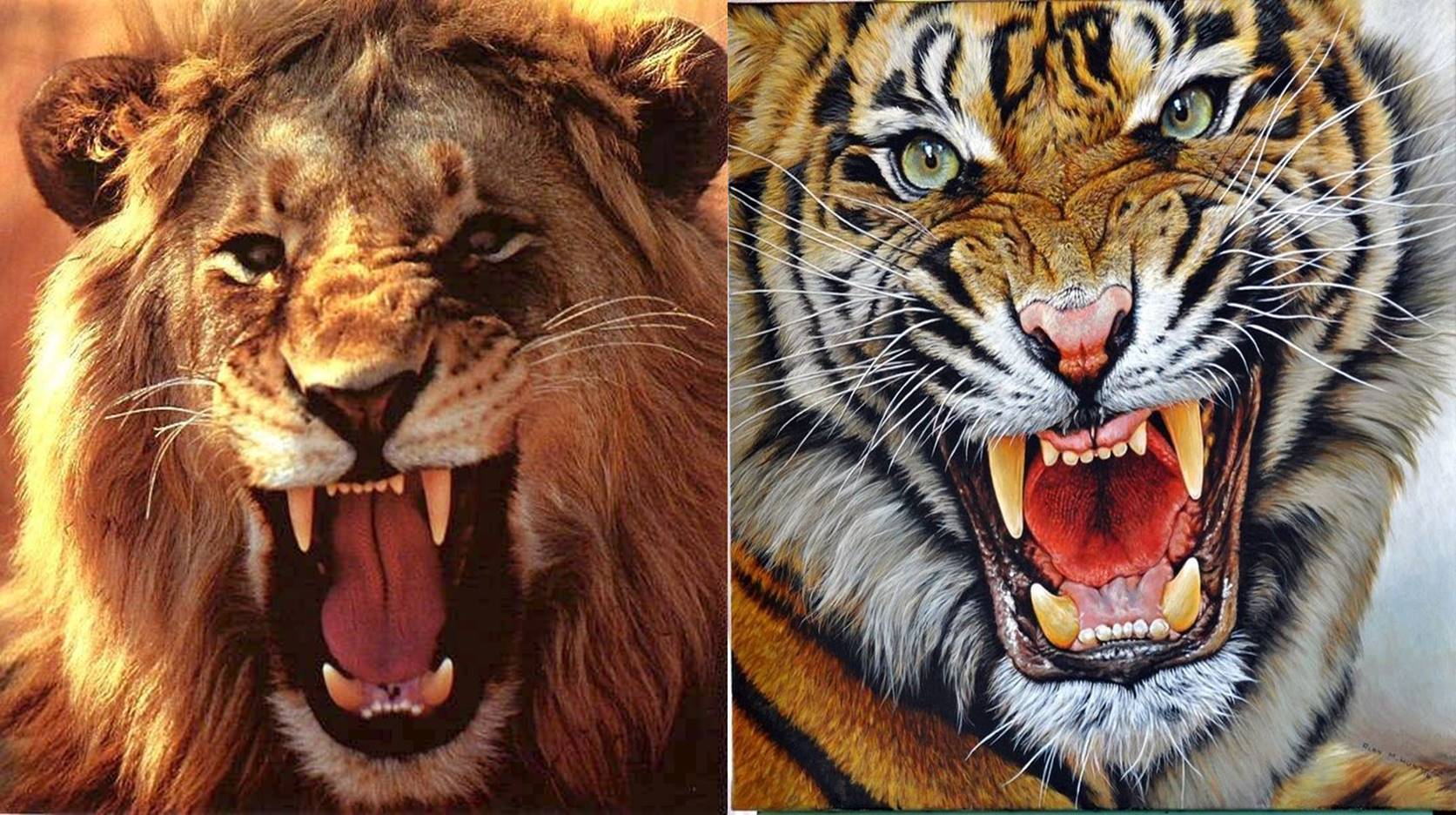 Harimau vs singa siapa pemenangnya menurut peneliti dan 