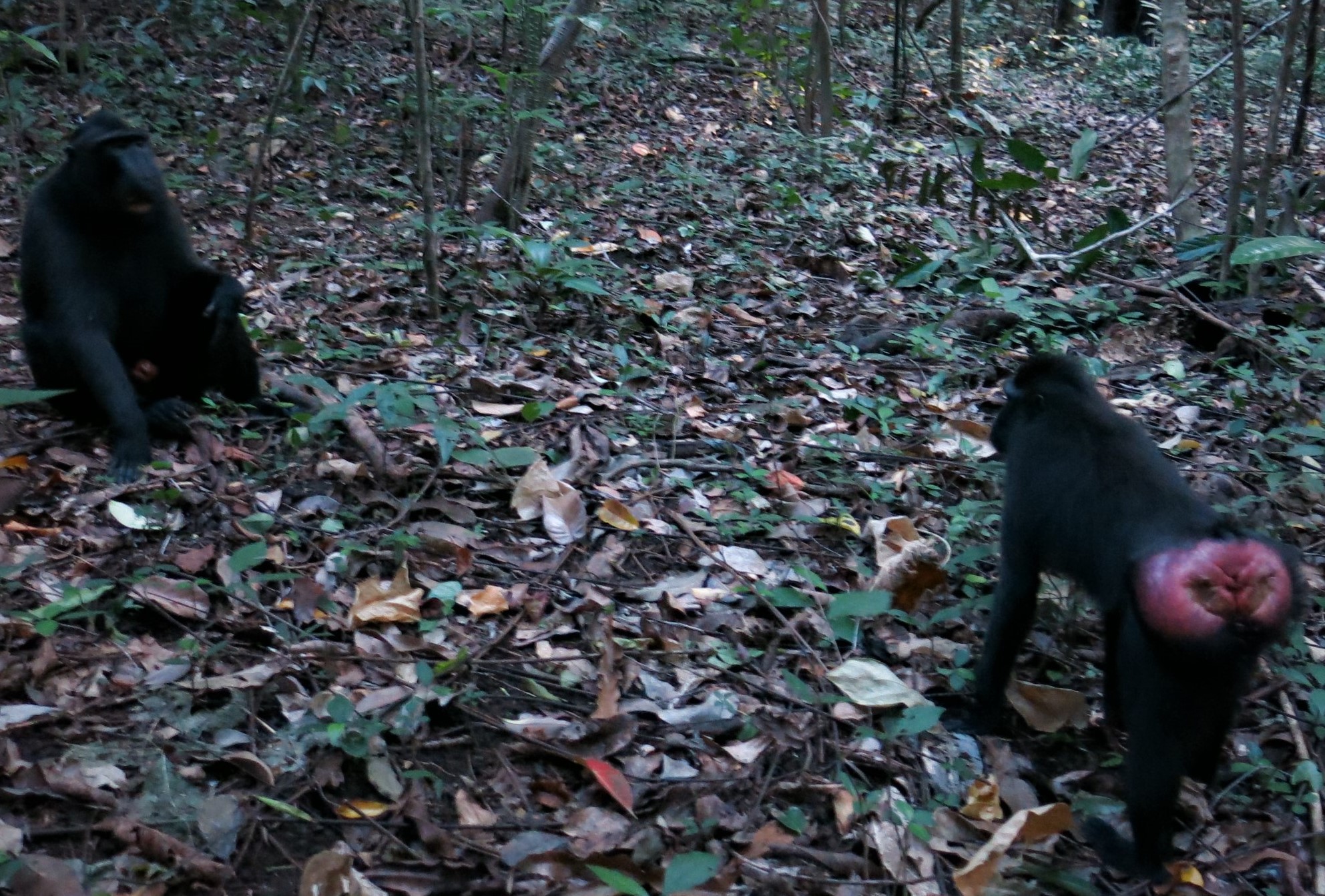 Macaca Nigra, si monyet pantat merah yang dilindungi sekaligus penjaga hutan. (foto: graceywakary)