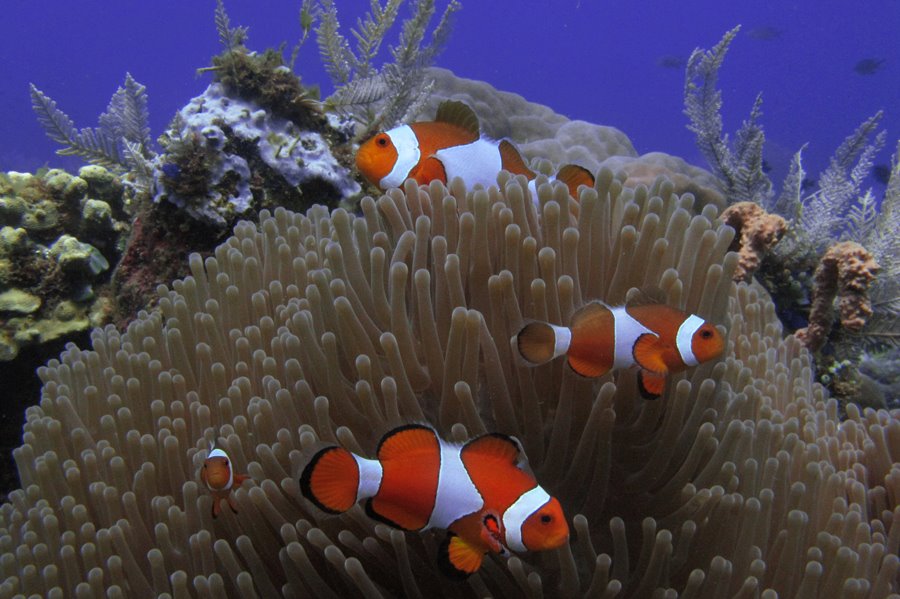 Si Nemo imut ini jadi biota yang paling sering ditemui di kawasan perairan Bunaken. (foto: graceywakary)