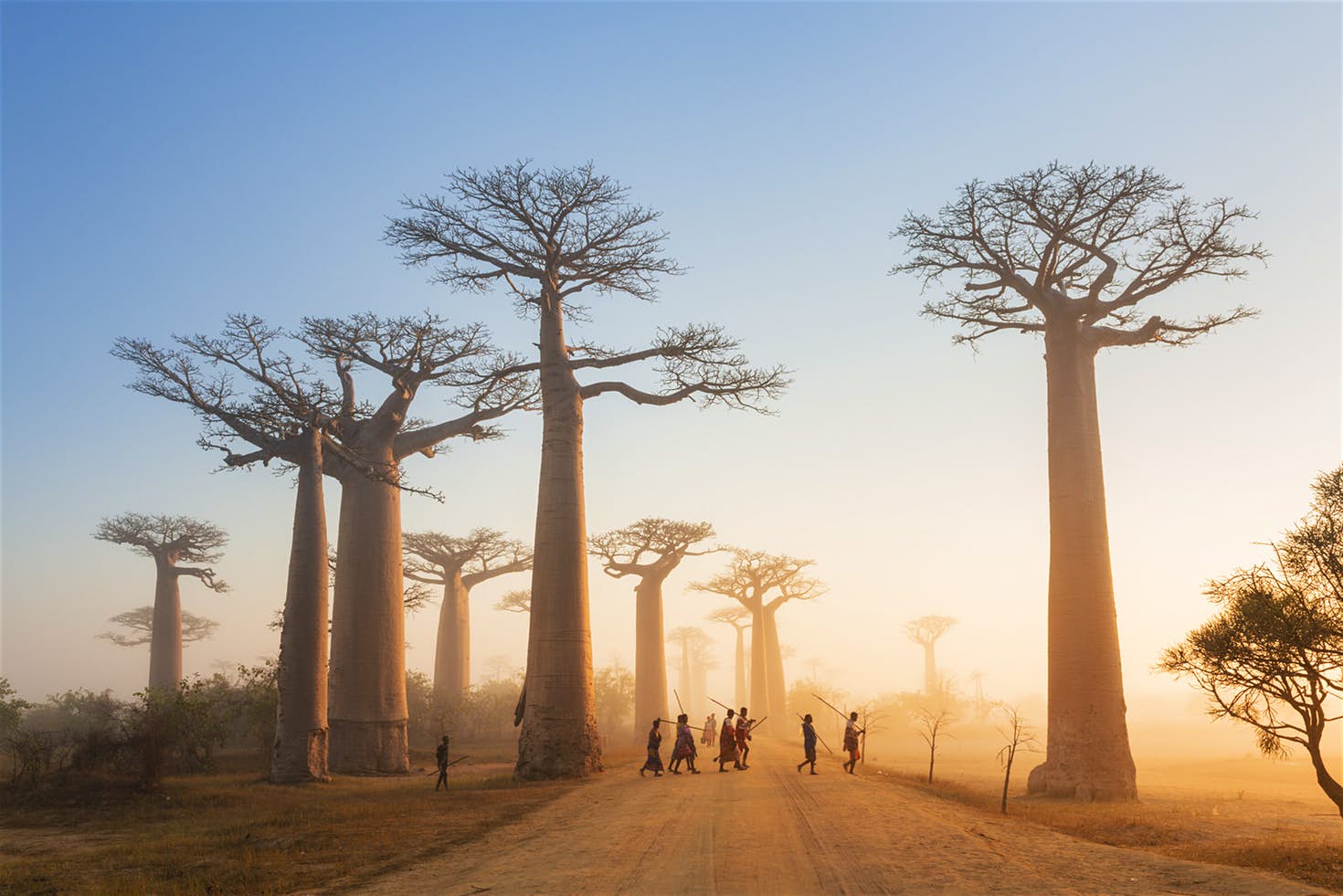 Hutan Madagaskar