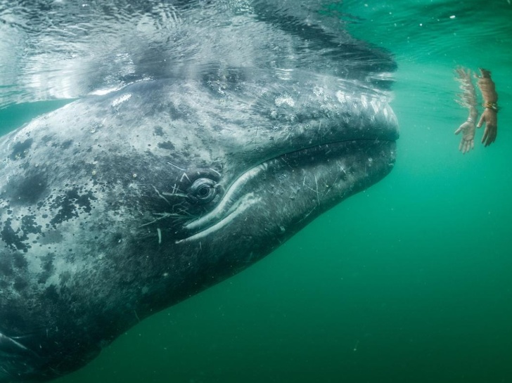 25 Foto dari National Geographic ini membuat waktu seakan terhenti