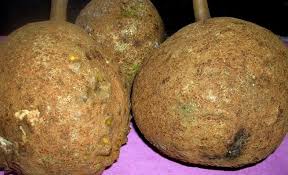 Si Gundul, durian tanpa duri asli NTB yang bikin penasaran