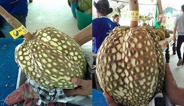 Si Gundul, durian tanpa duri asli NTB yang bikin penasaran