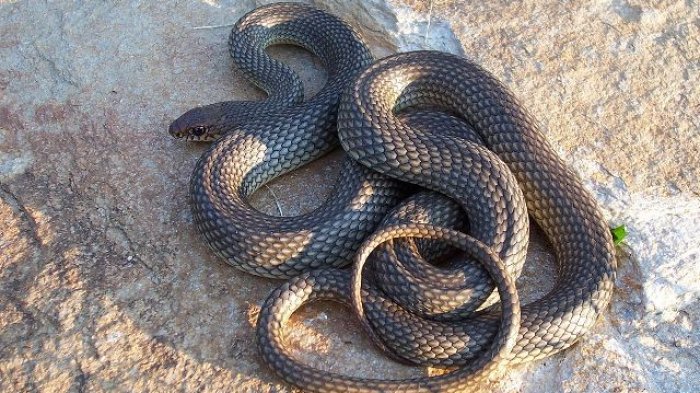 Banyak dijumpai, 5 ular berbisa ini paling berbahaya di Indonesia