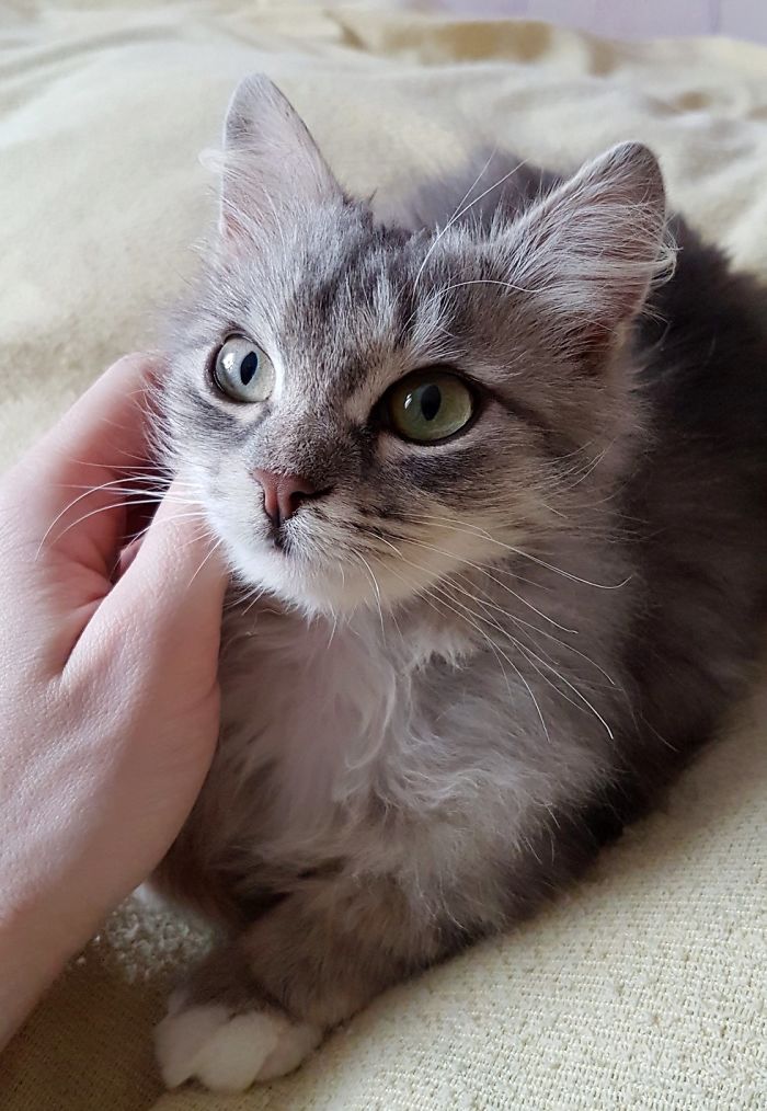 Transformasi Nika, si kucing beku yang diselamatkan oleh seorang pria
