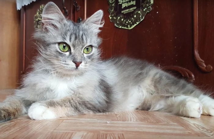 Transformasi Nika, si kucing beku yang diselamatkan oleh seorang pria