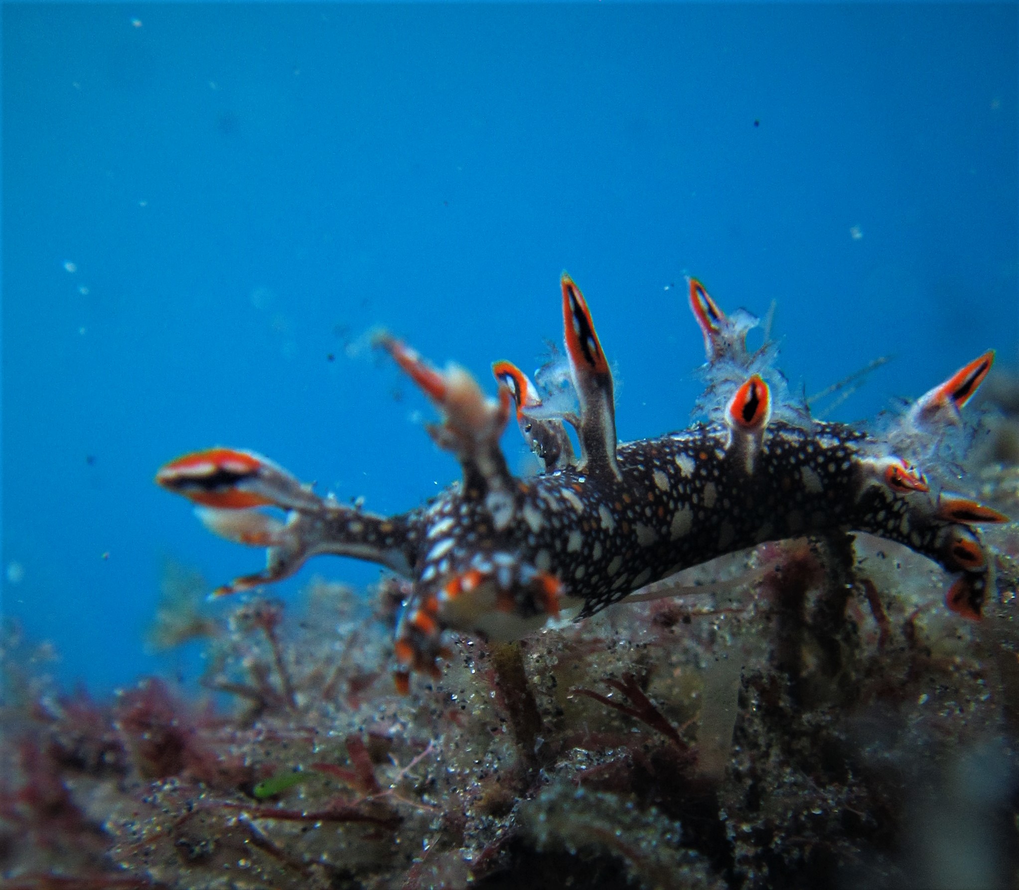 Si Bonella yang memikat dengan warna cantik. Biota ini sangat mungil untuk diabadikan dengan menggunakan kamera bawah air. (graceywakary)