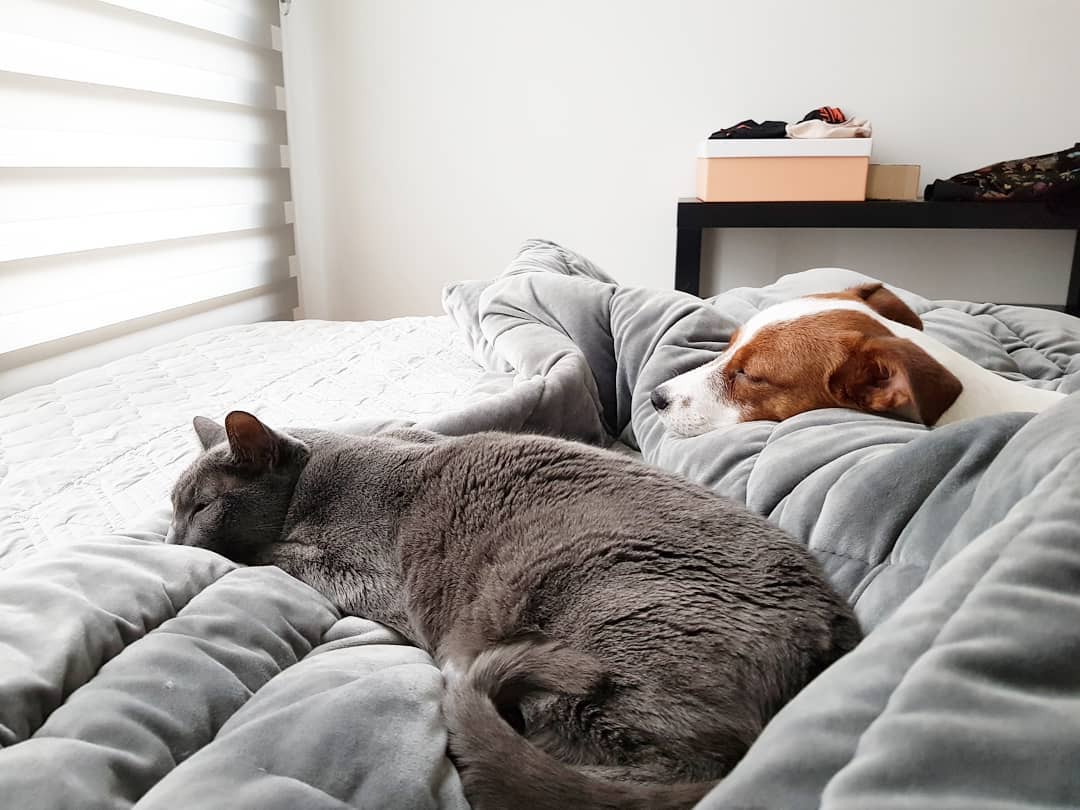 Heechul's Cat and Dog