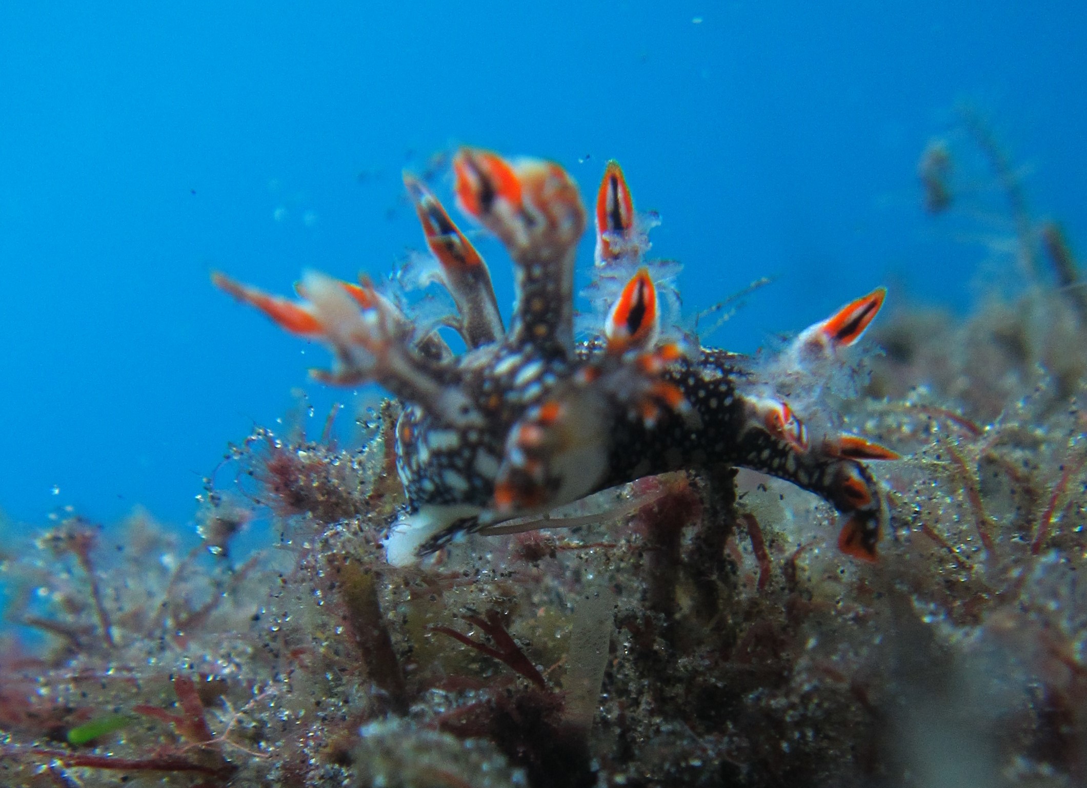 Si cantik ini juga begitu mungil, dia merupakan salah satu nudibranch yang paling sering dicari oleh para penyelam pecinta fotografi. (foto: graceywakary)